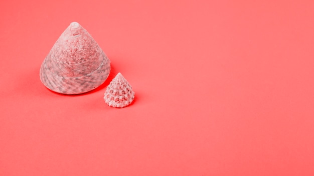 Free Photo two conch seashells on an coral backdrop with copy space for writing the text