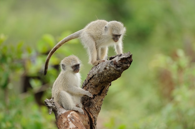 Two cute baby monkeys playing on a log of wood