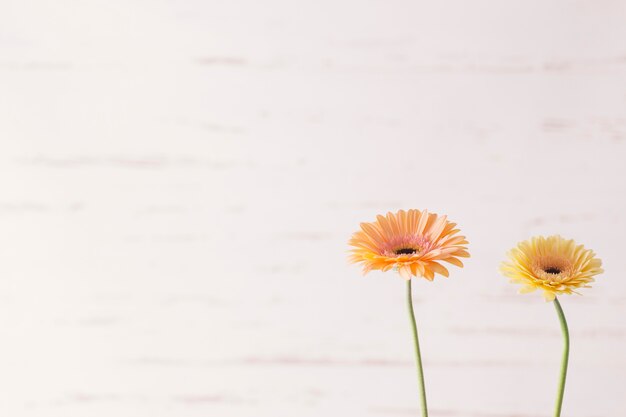 Free Photo two daisies on white background