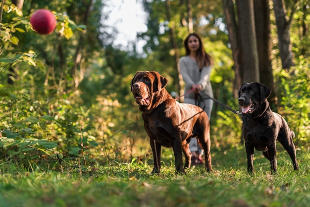 Two dogs looking at red ball in the air standing with pet owner