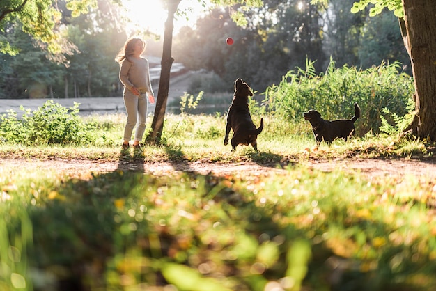 Two dogs playing with ball in park