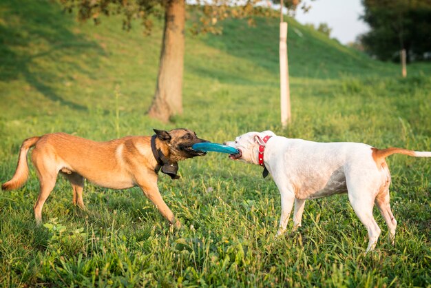 Two dogs playing with flying disc in the park