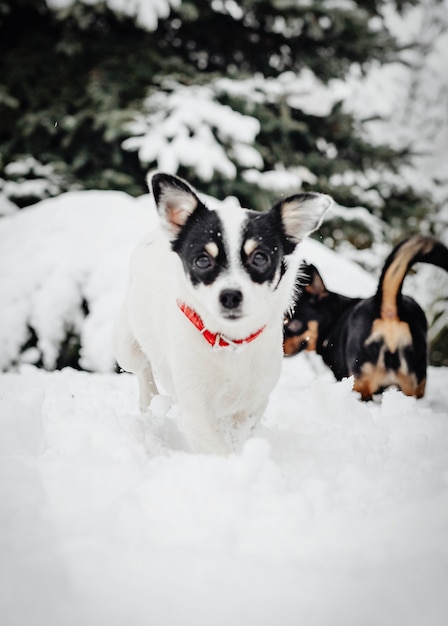 Free Photo two dogs playing