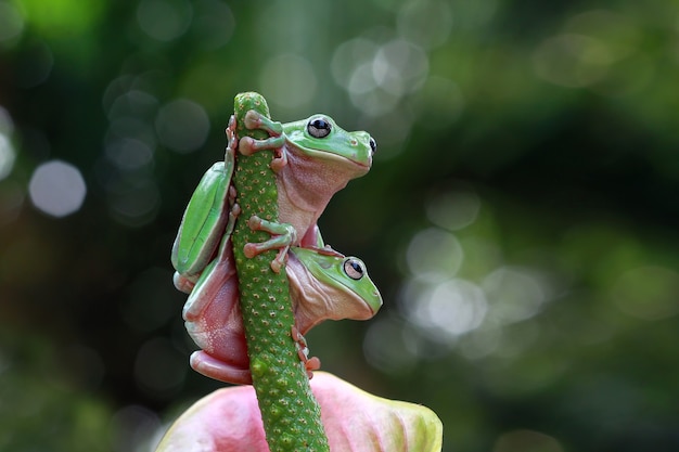 Free Photo two dumpy frog sitting on green flower