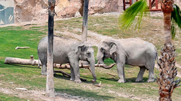 Free photo two elephants playing with a branch in zoo