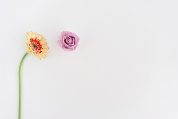 Two flowers on white background