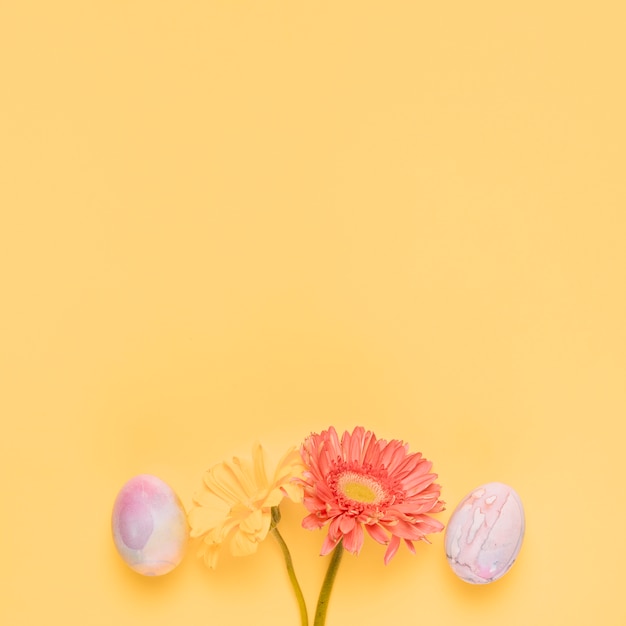 Two fresh gerbera flowers with colorful easter eggs on yellow backdrop with copy space for writing the text