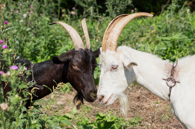 Free photo two goats facing each other face