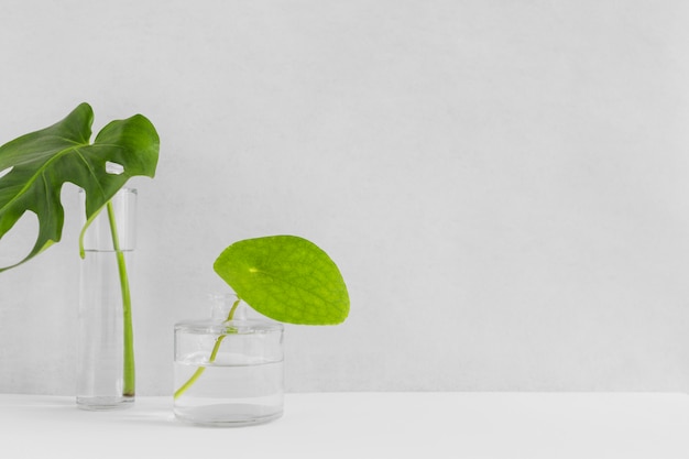 Free Photo two green leaves in the different glass vase with water against backdrop