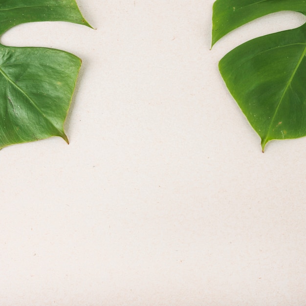 Two green Monstera leaves