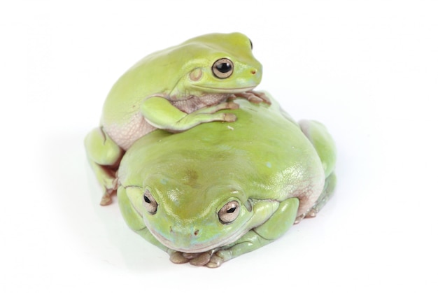 Two green tree frogs