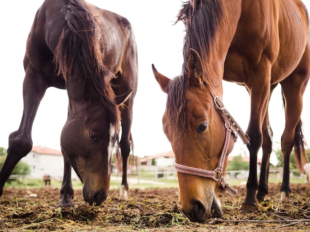 Two horses eating from the ground