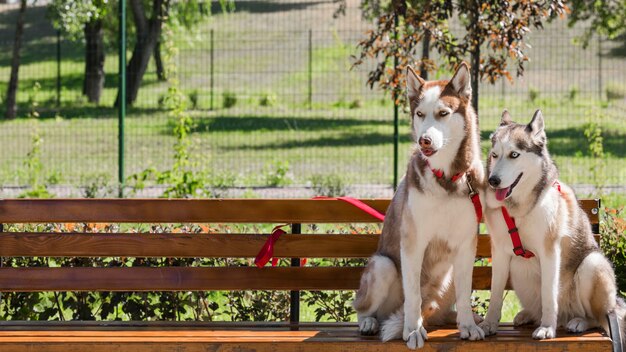 Two husky dogs on bench at the park with copy space