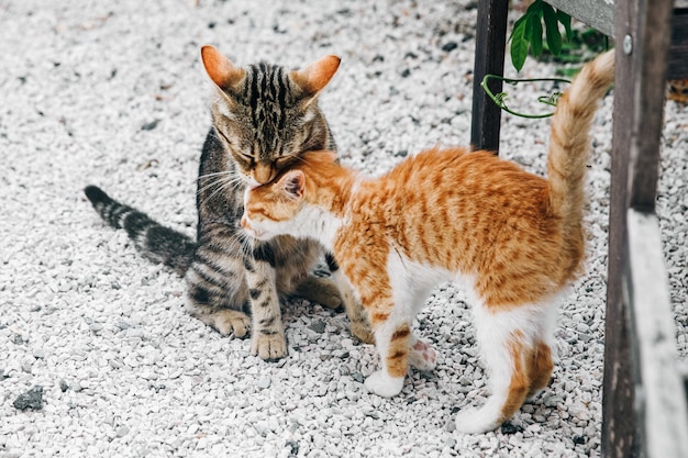 Free photo two little black and red kittens leaning to each other on the gr