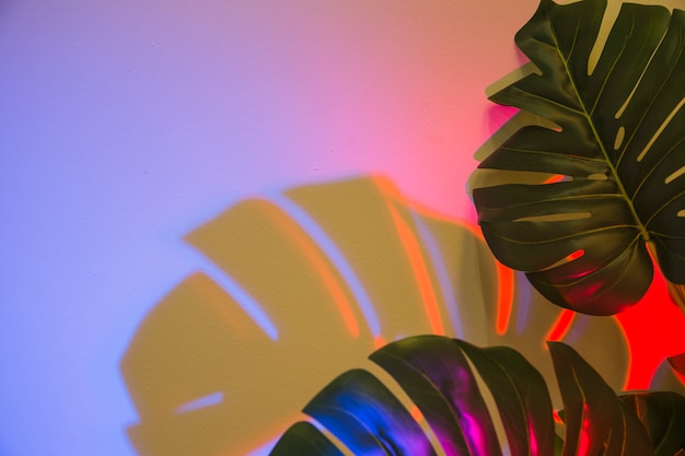 Free Photo two monstera leaves with shadow on colored backdrop