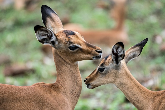 Free photo two newly born impala calfs in kruger np south africa