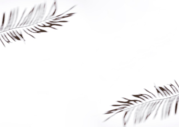 Two palm leaves on white background