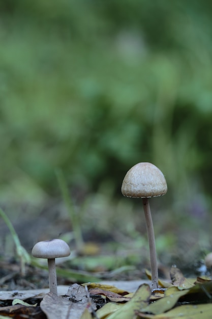 Free Photo two panaeolus papilionaceus, petticoat mottlegill fungi