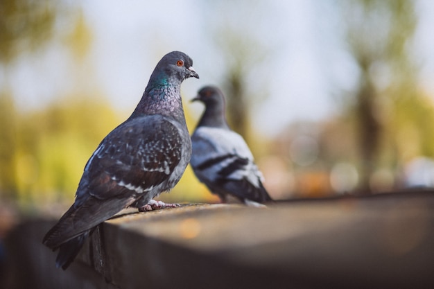 Two piggeons sitting on stone fence in park