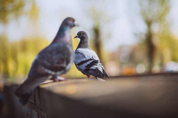 Free Photo two piggeons sitting on stone fence in park