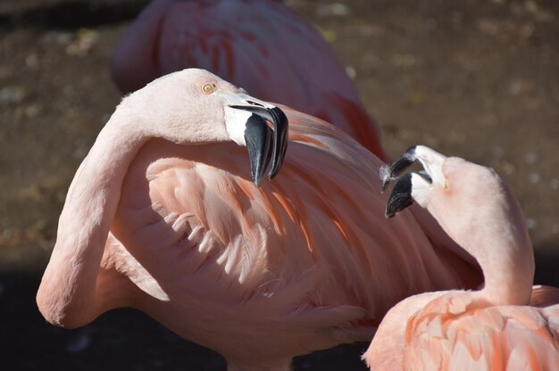 Free Photo two pink flamingos disagreeing with their beaks.