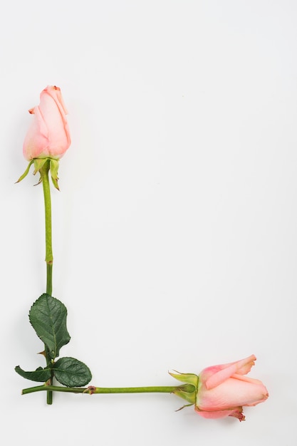 Free photo two pink rose buds on white background