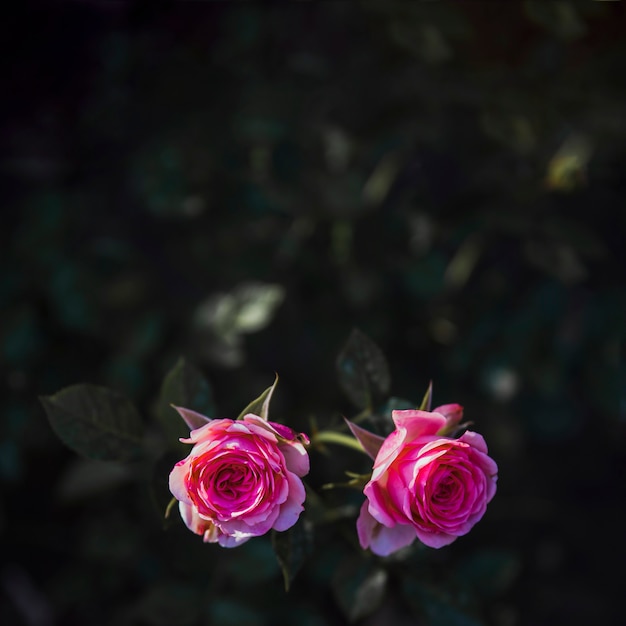 Two pink roses on bush