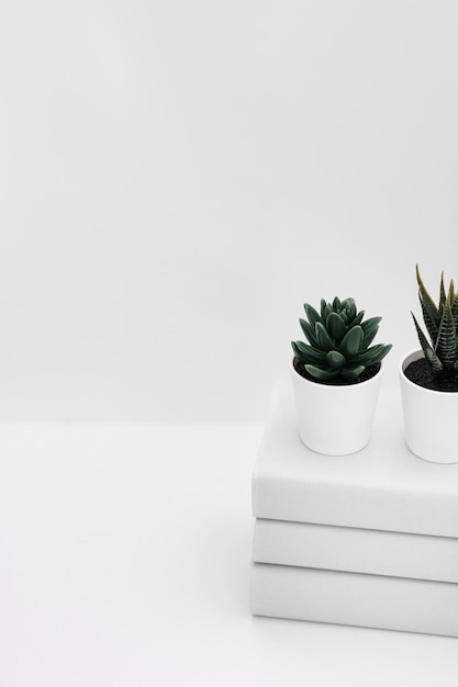 Free photo two potted cactus plant over the stacked of books isolated on white background