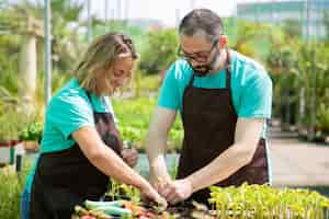 Free photo two professional gardeners planting sprouts in container with soil in greenhouse. medium shot. gardening job, cultivation or teamwork concept