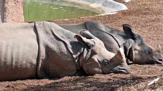 Free photo two rhinoceros sleeping in a zoo