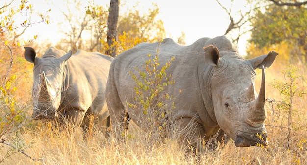 Free photo two rhinos in a field on a sunny day