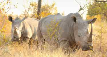 Free photo two rhinos in a field on a sunny day