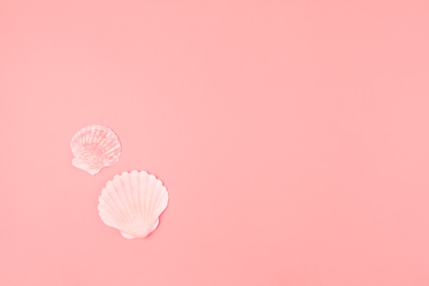 Free photo two scallops seashell on pink background