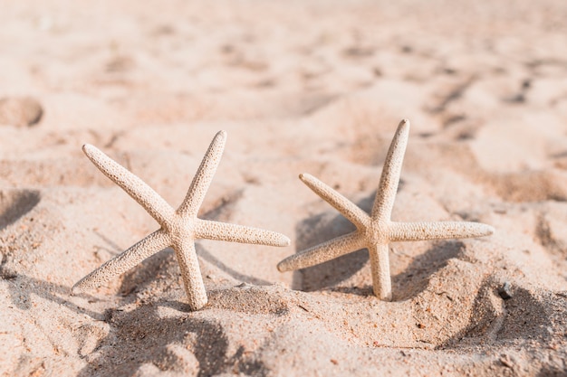 Two starfishes in sand 