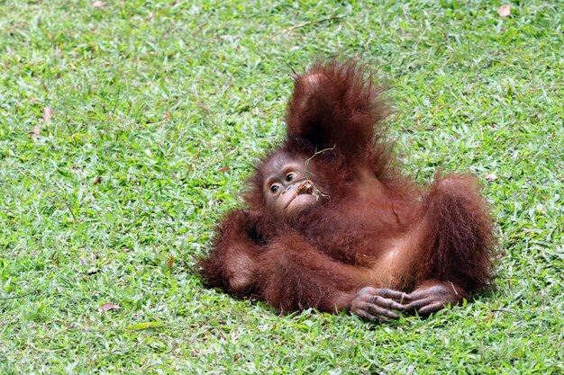 two Sumatran orangutans playing together