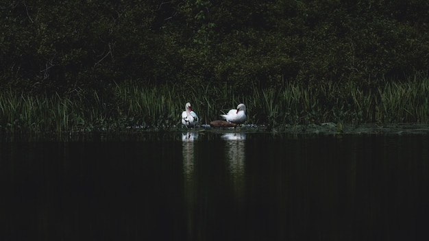 Free Photo two swans at the lake