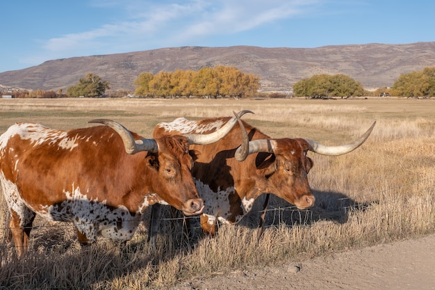 Two Texas longhorn steer