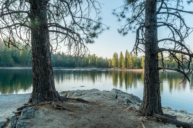 Two trees near a beautiful lake in a forest with reflections