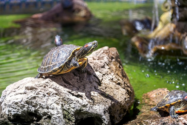 Two turtles, on the rocks, illuminated by the sun