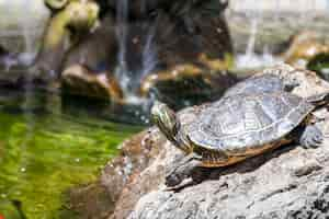 Free photo two turtles, on the rocks, illuminated by the sun