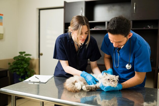 Two veterinarians holding down a persian cat at the exam table. Caucasian professional woman vet using a stethoscope hearing the heart of a sick fluffy cat