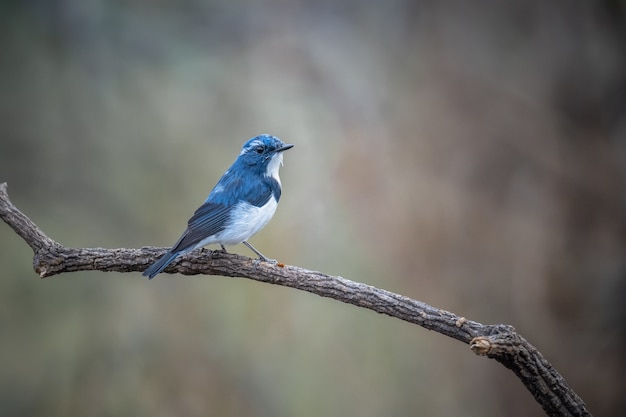 Ultramarine Flycatcher, Ficedula superciliaris