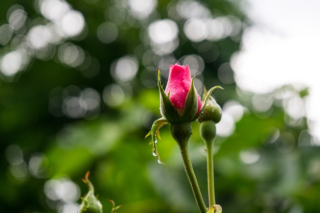 Free photo unbloomed pink rose on blurred background with bokeh lights