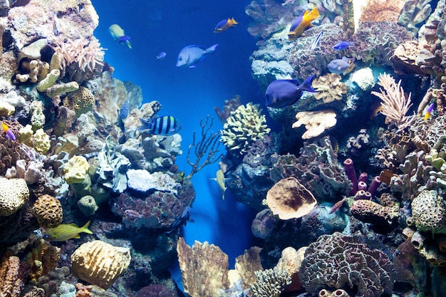 Underwater world with corals and tropical fish