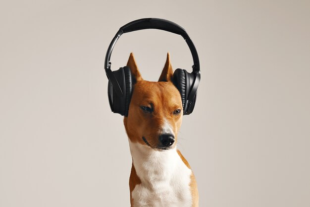 Unhappy looking brown and white basenji in large black hearphones with eyes squinted close up isolated on white