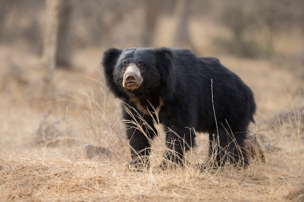 Free photo unique photo of sloth bears in india