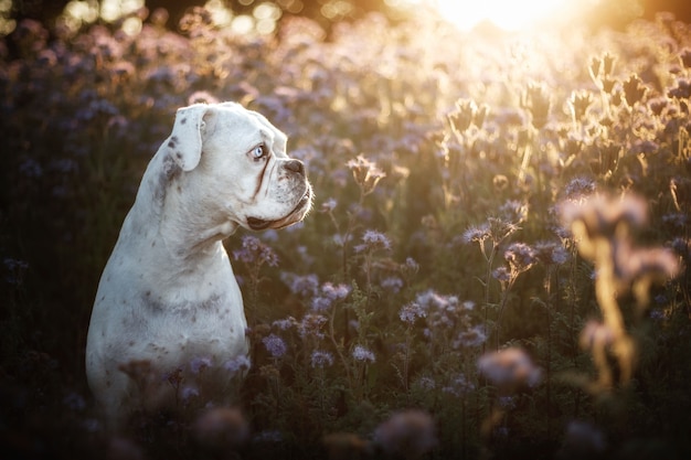 Free Photo unique white german boxer 