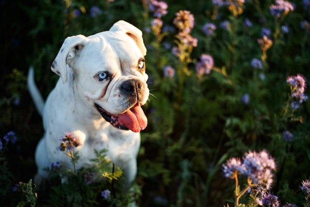 Unique white german boxer 