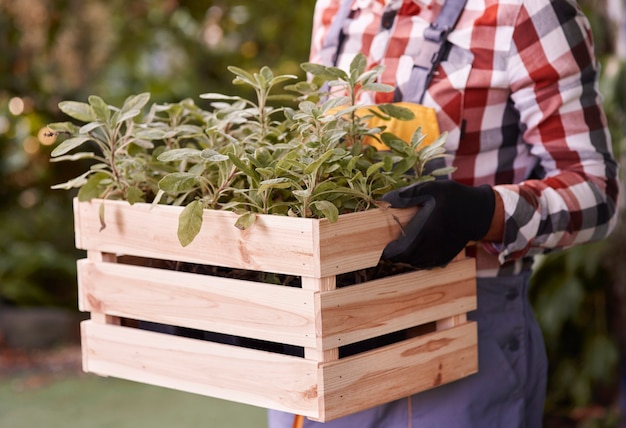 Unrecognizable man holding wooden crate with seedling