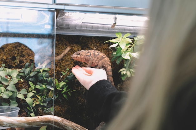 Free photo unrecognizable woman touching chameleon